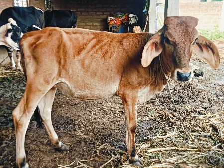 વાચડી વેચવાની છે