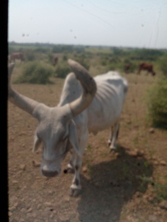 મફત ગાય દેવાની  છે