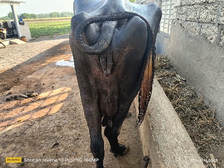 ભેંસ વેચવાની છે
