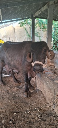 4 ભેંસ વેચવાની છે