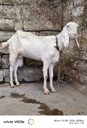 અમદાવાદી ઓરીજનલ પતિરિ
