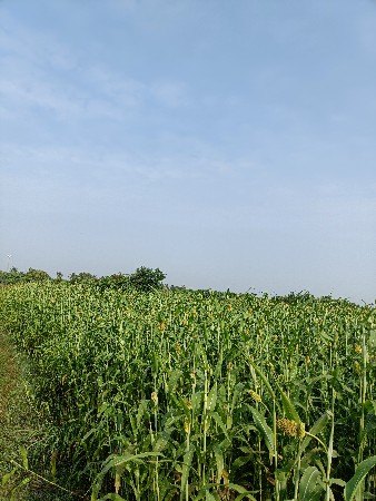 જુવાર (બાટુ) લીલો સારો ઉભો