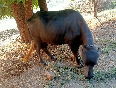 bhesh vechavani che