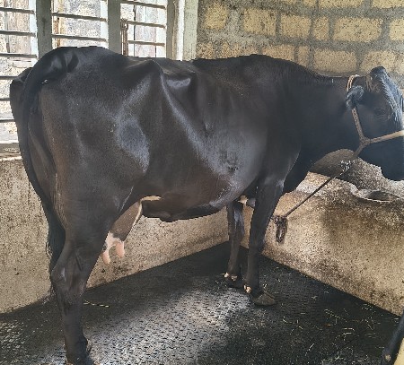 એસ એફ ગાય વેચવાની છે ફુલ જવાબદારી