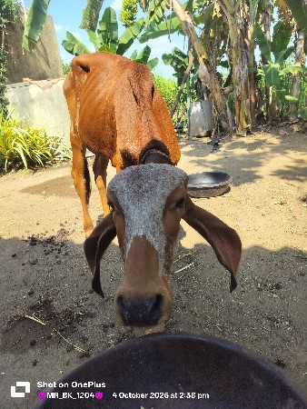 વાછડી વેચવાની છે