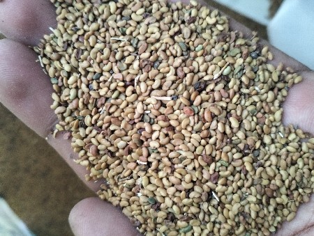 ગદપ નું બી વેસવા નુ છે.