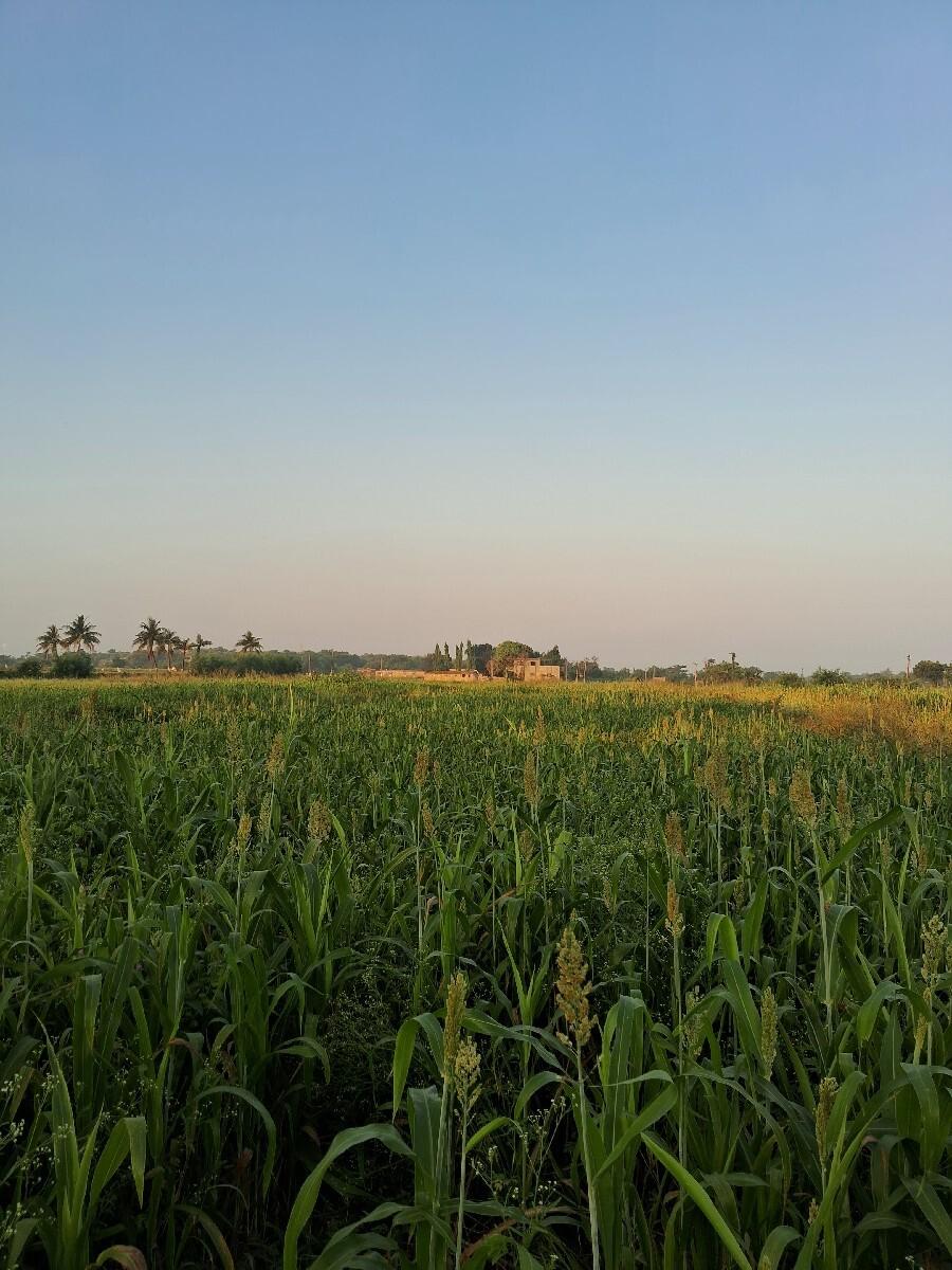 જુવાર
