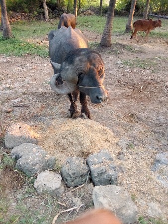 આ પાડો વેચવાનો છે