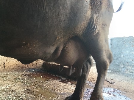 આ ભેંશ વેશવાની છે વેતર ત્રીજું