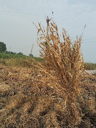 1100 પૂરા સાર  વેચવાની છે