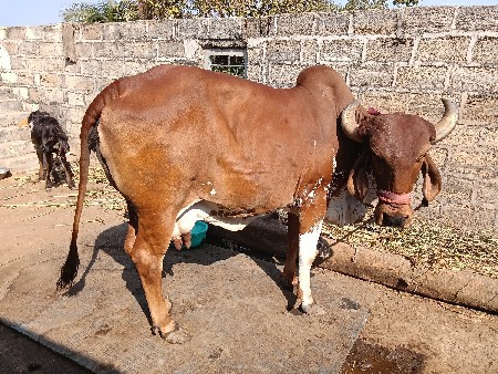 ગાય વેચવાની છે 2 વેતર છે
