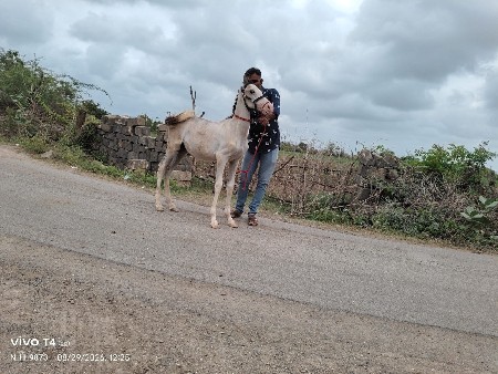 ઘોડો વેચવાનો છે