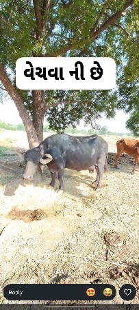 ભેંસ વેચવાની છે