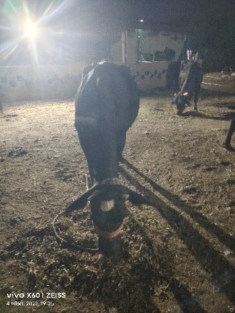 વેચાવાની