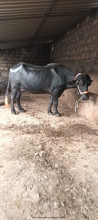 બીજું વેતર છે
