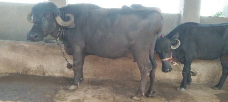 ભેંશ વેશવાની છે