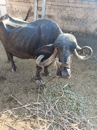 ભેંસ વેચવાની છે