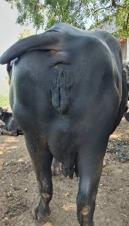 ભેંસ વેચવાની છે