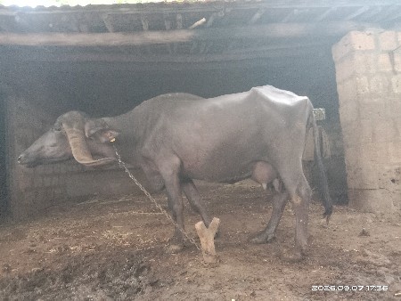 ભોજાભાઈ