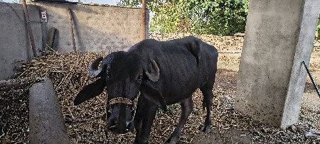 ખળેલી વેચવાની છે