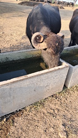 ભેસ વેચવાની છે