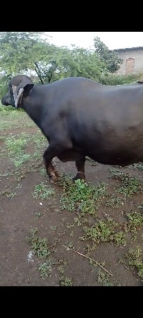 ત્રીજું વેતર ભેંસ વિહાહે