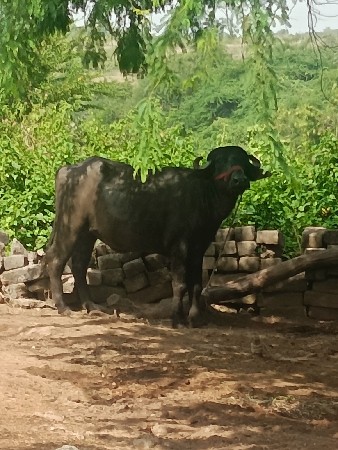 jafrabadi khadeli vechavni