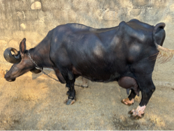 ઓરિજનલ જાફરાબાદી ભેંસ