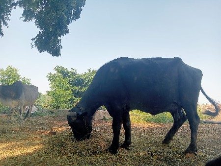 ખળેલી વેચવાની છે