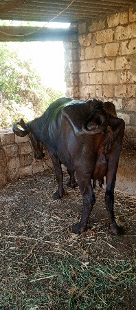 ભેંસ વેચવાની છે