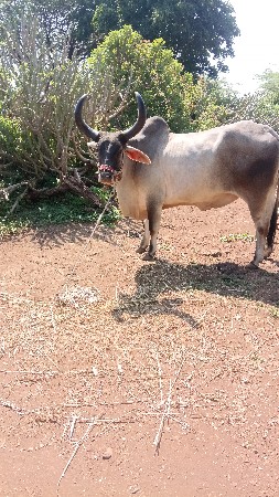 બળદ વેચવાના છે