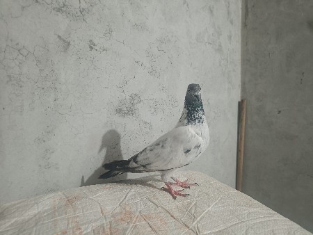 કબૂતર વેચવાના છે