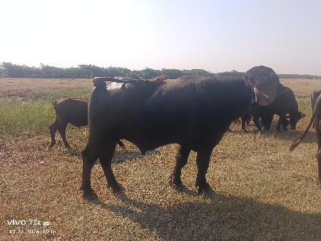 પાડો વેચવાનો છે