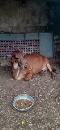 ગીર ગાય છે
