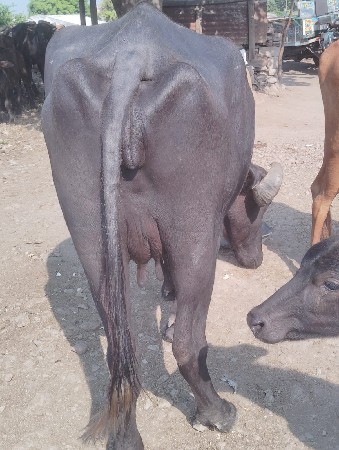ભેસ વેચવાની છે
