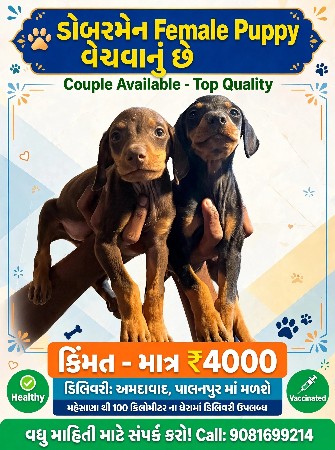 ડોબરમેન ડોગ