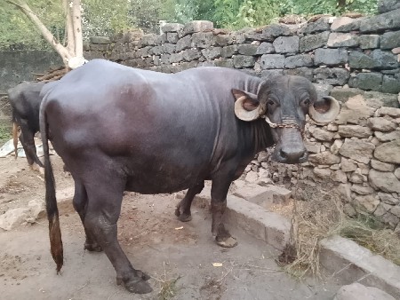 આ ખડાયેલ  વેચવાની છે