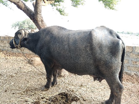 ભેંશ વેચવાની છે