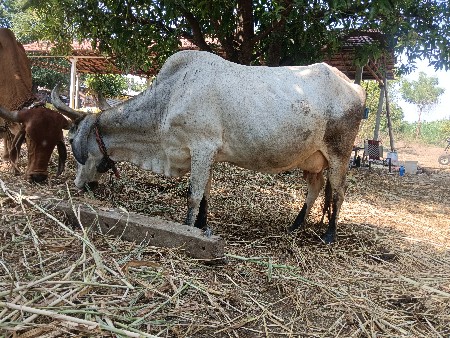 જર્સી ગાય વેચવાની છે