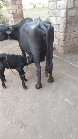 ભેંસ વેચવાની છે