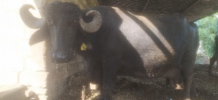 ભેંસ વેચવાની છે