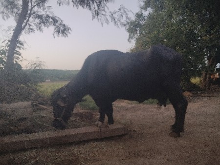bhains bechwani se
