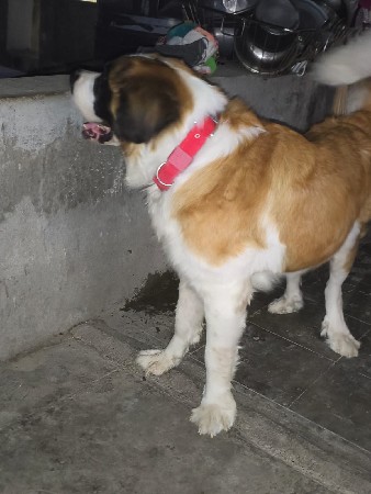 Saint Bernard