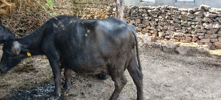 ભેંસ વેચવાની છે