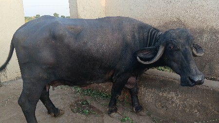 જાફરાબાદી ભેંસ વેચવાની છે