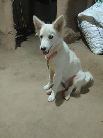 પોમેનિયન કૂતરો વેચવાનો સે