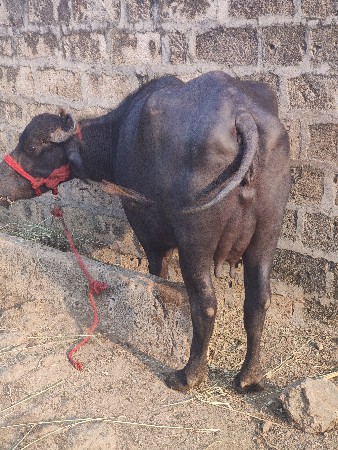 પેલવેતરીખરૈલી
