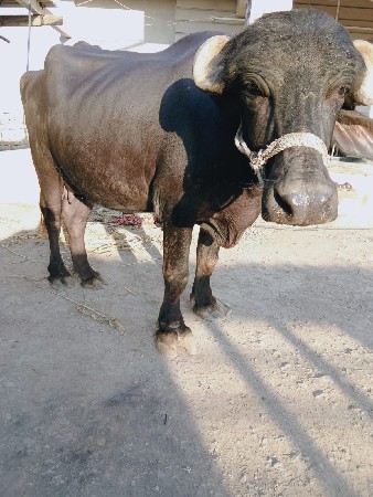 ભેંસ વેચવાની છે