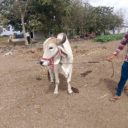 બીજી ધર ના છે