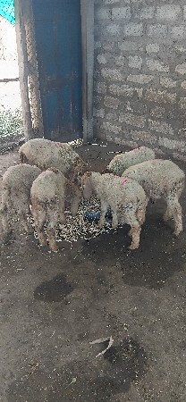 9913976159